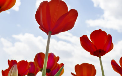 Youville Celebrates Parkinson’s Awareness Month