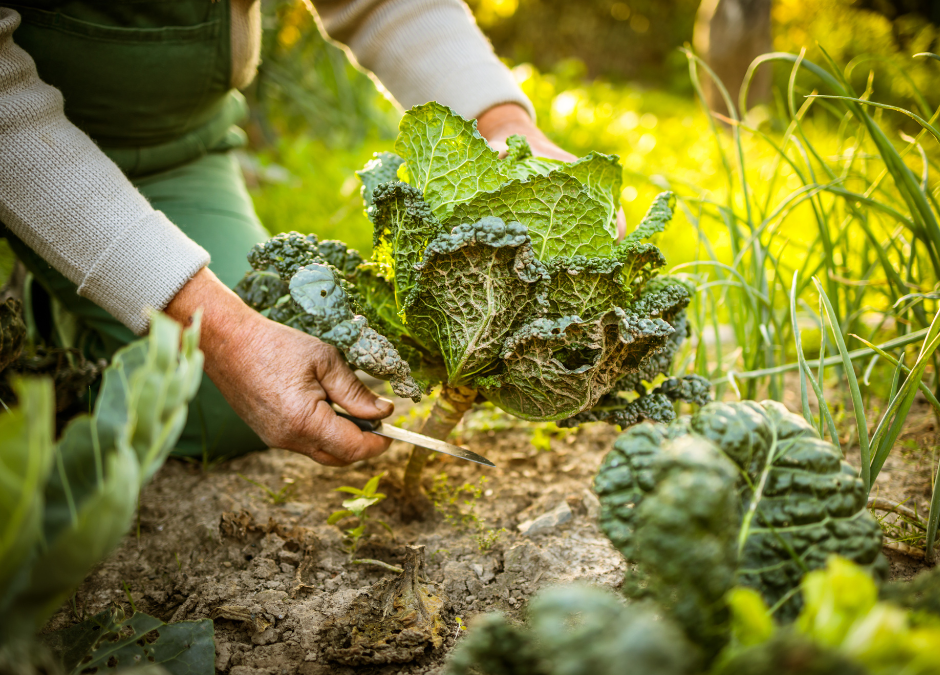 Spring at Youville: Reviving Our Herb Gardens